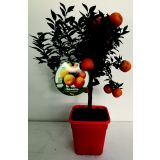 MEDITERANSKE RASTLINE KINOTO L20