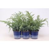 BRIN KITAJSKI BLUE ALPS L15