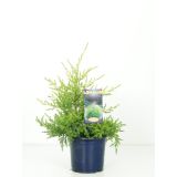 IGLAVEC KITAJSKI BRIN KURIWAO GOLD L15