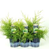 IGLAVEC KITAJSKI BRIN KURIWAO GOLD L15