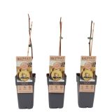 KIVI GOLDEN (ZLATI) ŽENSKA RASTLINA L 2L