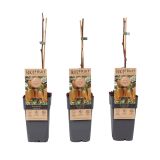 KIVI HAYWARD ŽENSKA RASTLINA L 2L