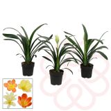 CVETOČA SOBNA RASTLINA KLIVIJA MIX L13