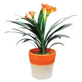 CVETOČA SOBNA RASTLINA KLIVIJA STRONG L13