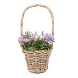 ZVONČNICA KLOBUČASTA CAMPANULA KOŠEK L10.5