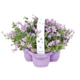 ZVONČNICA KLOBUČASTA CAMPANULA PACK L10.5