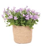 ZVONČNICA KLOBUČASTA L10 CAMPANULA PLETEN KOŠEK