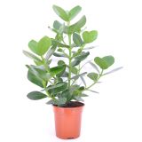 SOBNA ZELENA RASTLINA KLUZJA PRINCESS L17