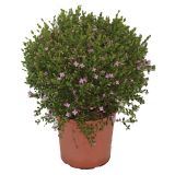 MEDITERANSKE RASTLINE KORALNA RUTICA L19