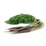 KORENOVKE L'ORTO FRUTTIFERO KORENČEK 9/1 DEEP PURPLE F1 KULTIPAK