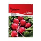 KORENOVKA SEMENARNA REDKVICA BURRO GIGANTE287