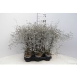 MIX JESENSKIH RASTLIN KOROKIJA L11