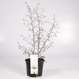 MIX JESENSKIH RASTLIN KOROKIJA L11