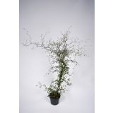 MIX JESENSKIH RASTLIN KOROKIJA L12