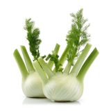 ZELENJAVNA SADIKA L'ORTO FRUTTIFERO KOROMAČ 8/1 TARQUINIO F1 KULTIPAK