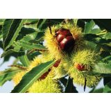 KOSTANJ BOUCHE DE BETIZAC L25