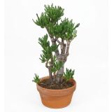 KRASULA BONSAI GOLLUM L20 CM