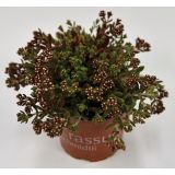 ENOLETNICA KRASULA L12