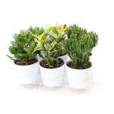 KRASULA MIX V OKR. LONCU L13