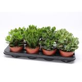 KRASULA WOODS MIX L12 CM