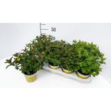 TRAJNICA KRČNICA MIX L13