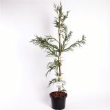 IGLAVEC KRIPTOMERIJA RASEN L23