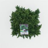 IGLAVEC KRIPTOMERIJA YOKOHAMA L19