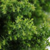 IGLAVEC KRIPTOMERIJA YOKOHAMA L19