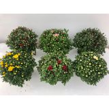 KRIZANTEMA GARDEN MUMS' MIX L13