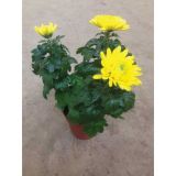 KRIZANTEMA CHRYSANTHEMUM DECO MIX L12