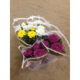 KRIZANTEMA CHRYSANTHEMUM DECO MIX L12