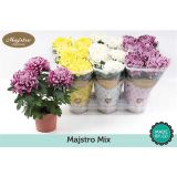 KRIZANTEMA CHRYSANTHEMUM DECO MIX L12