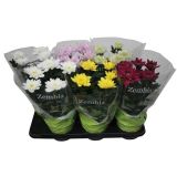 KRIZANTEMA CHRYSANTHEMUM ZEMBLA MIX L15