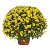 KRIZANTEMA DROBNOCVETNA L22