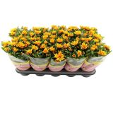KRIZANTEMA DVOJEN CVET MIX L12 CM