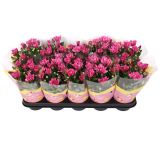 KRIZANTEMA DVOJEN CVET MIX L12 CM