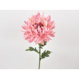 KRIZANTEMA ENOJNA 63CM