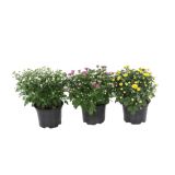 KRIZANTEMA KRIZANTEMA INDICUM GARDEN MUMS MIX