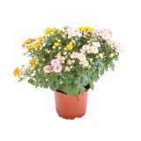 KRIZANTEMA KRIZANTEMA INDICUM TRIO