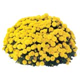 KRIZANTEMA MNOGOCVETNA 20 CM