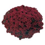 KRIZANTEMA MNOGOCVETNA 20 CM