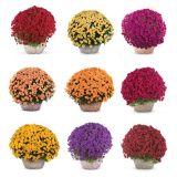 KRIZANTEMA MNOGOCVETNA L20