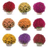 KRIZANTEMA MNOGOCVETNA L20