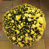 KRIZANTEMA MNOGOCVETNA PREMER 60 CM