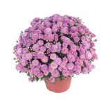 KRIZANTEMA MNOGOCVETNA PREMER 60 CM