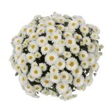 KRIZANTEMA MNOGOCVETNA PREMER 60 CM