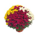 KRIZANTEMA MNOGOCVETNA TRIX SKLEDA L27