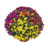 KRIZANTEMA MNOGOCVETNA TRIX SKLEDA L27