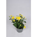 KRIZANTEMA RUMENA L9