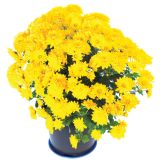 KRIZANTEMA VELKO CVETNA L22